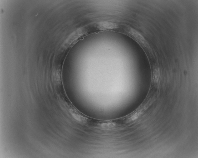 X0000065970426200603061154