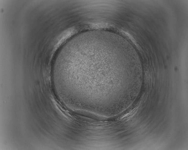 X0000065970443200603061153