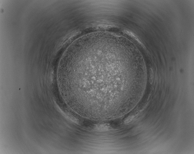 X0000065970451200603061153