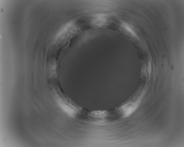 X0000065970526200603061152