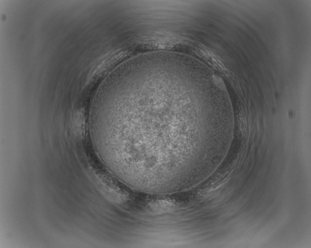 X0000065970594200603061151