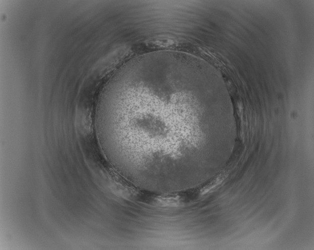 X0000065970606200603061151