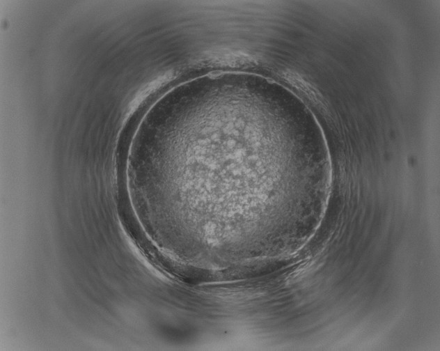 X0000065970630200603061150