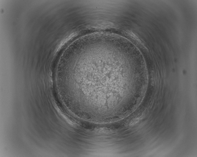 X0000065970634200603061150