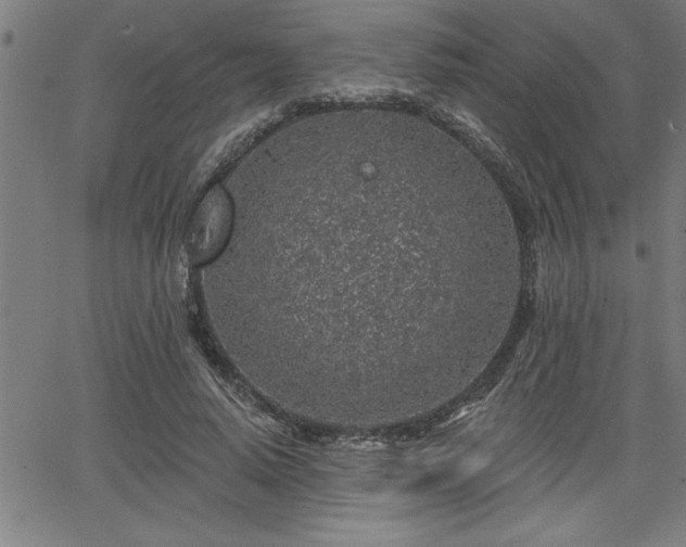 X0000065970640200603061150