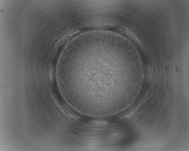 X0000065970644200603061150