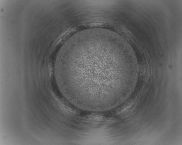 X0000065970648200603061150