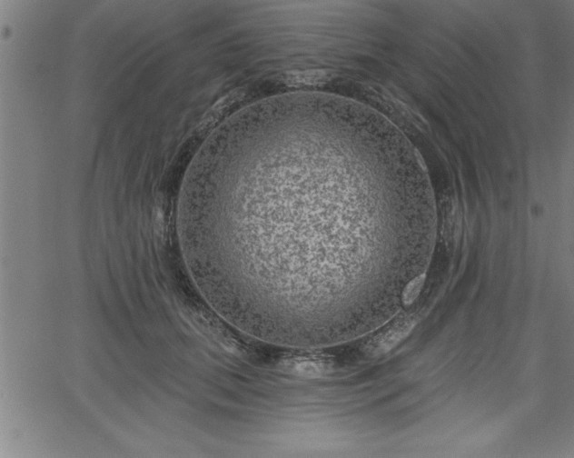 X0000065970655200603061150