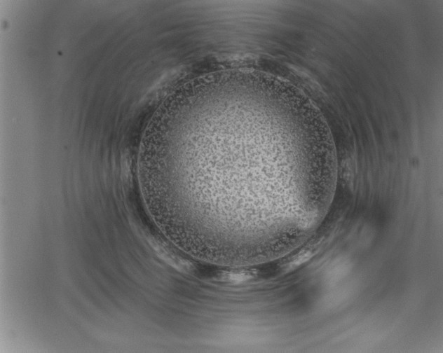 X0000065970662200603061151