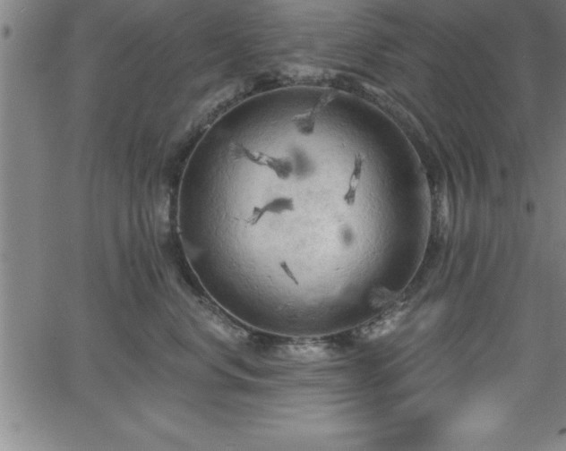 X0000065970668200603061151