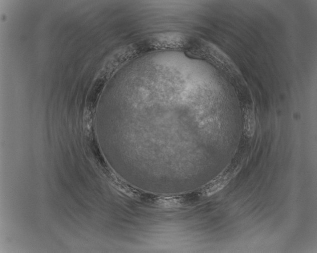 X0000065970701200603061149