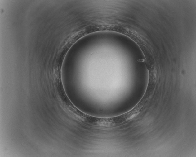 X0000065970756200603061149