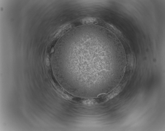 X0000065970761200603061149