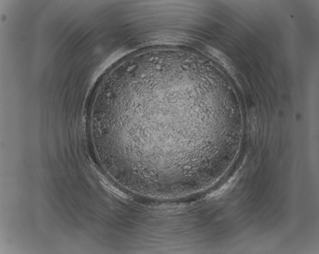 X0000065970779200603061148