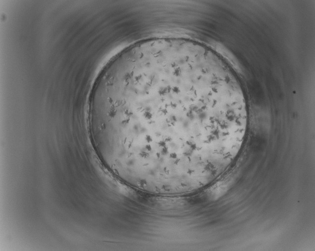 X0000065970856200603061147