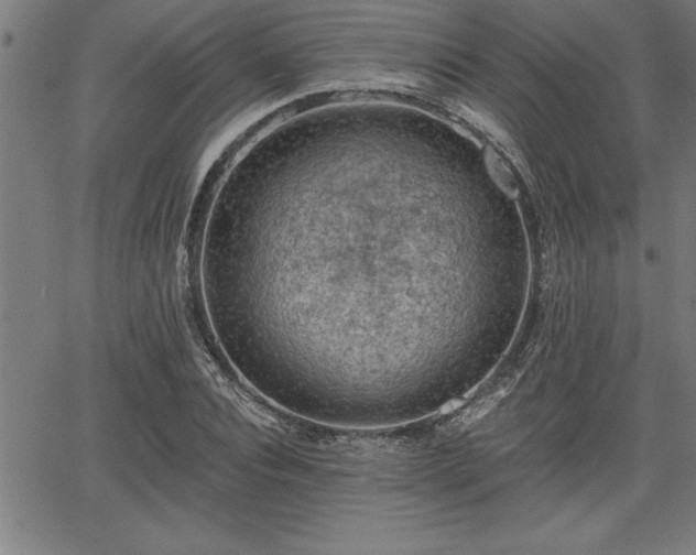 X0000065970928200603061146