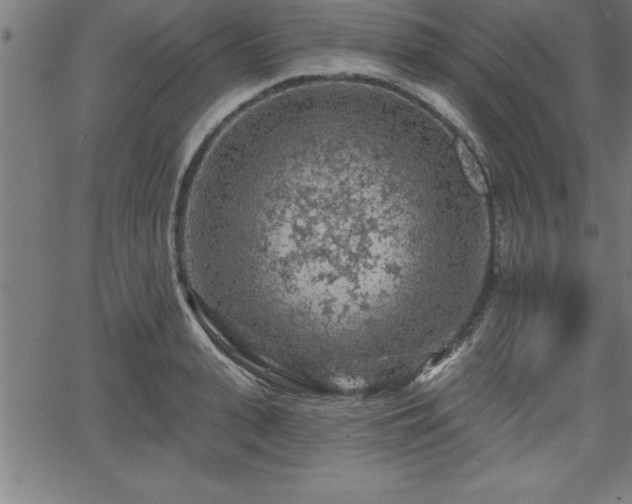 X0000065970943200603061146