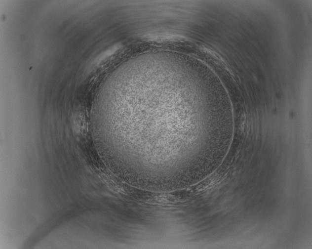 X0000065970966200603061145