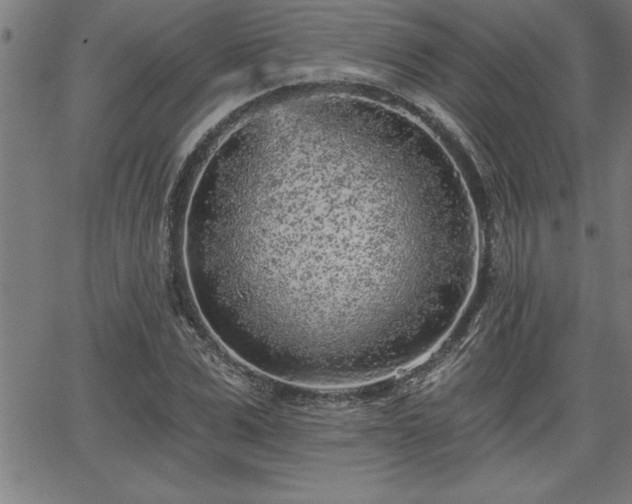 X0000065970975200603061145