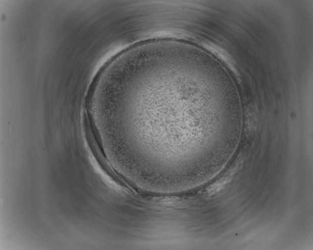 X0000065970991200603061145