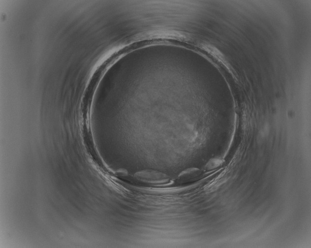 X0000065971024200603061144