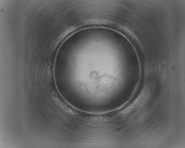 X0000065971025200603061144