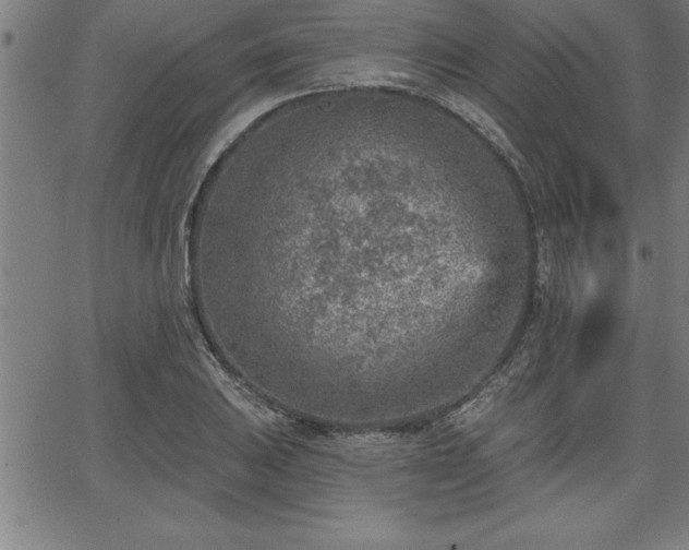 X0000065971031200603061144