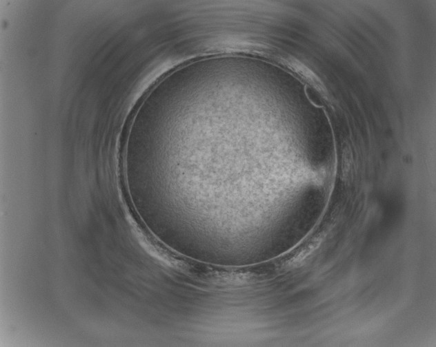 X0000065971039200603061144