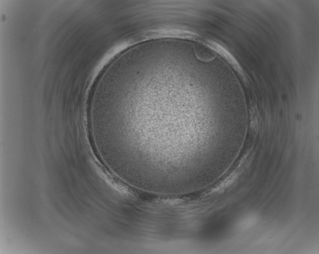 X0000065971043200603061144