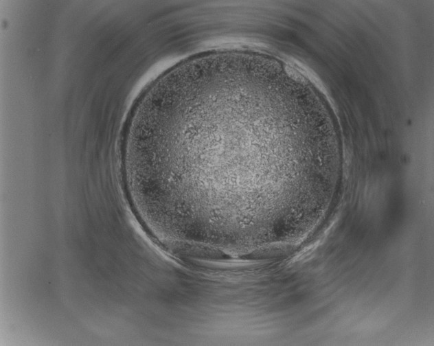 X0000065971045200603061144