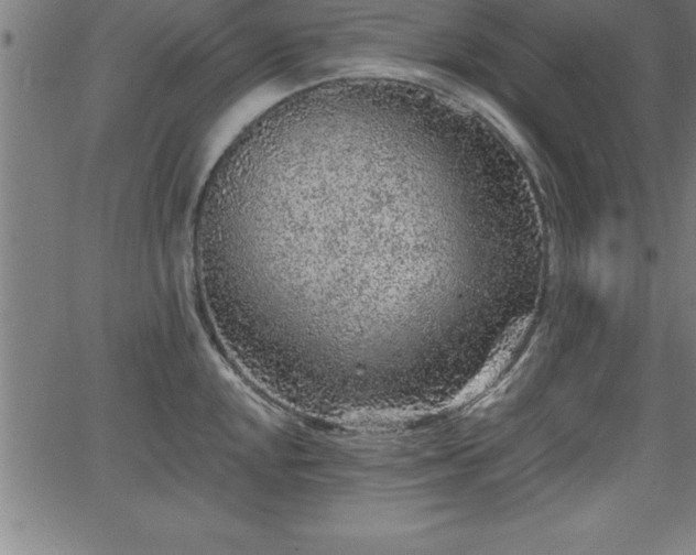 X0000065971048200603061144