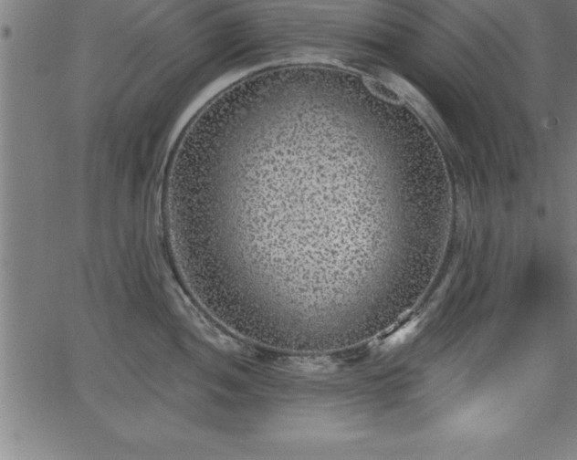 X0000065971052200603061144