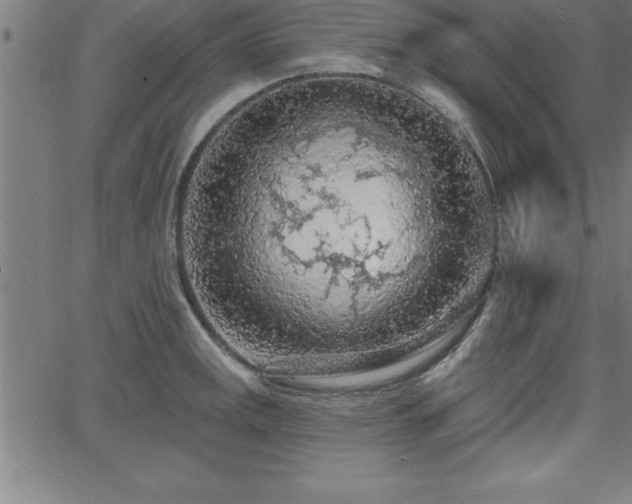 X0000065971141200603061143