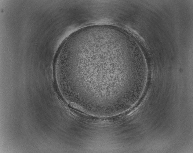 X0000065971174200603061142