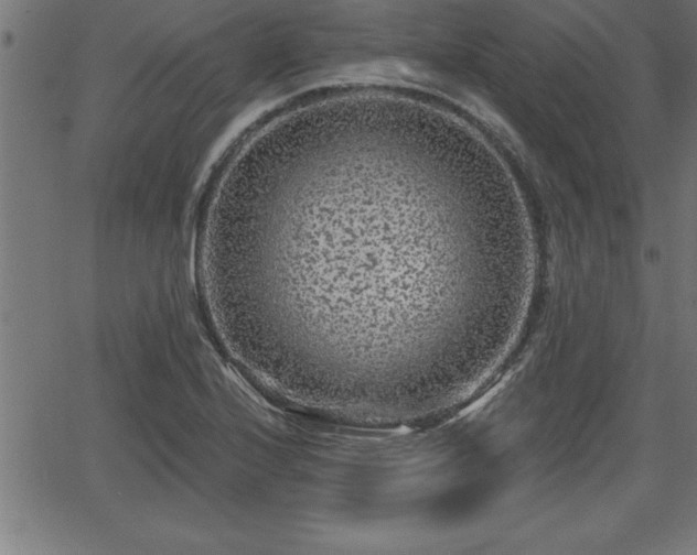 X0000065971224200603061141