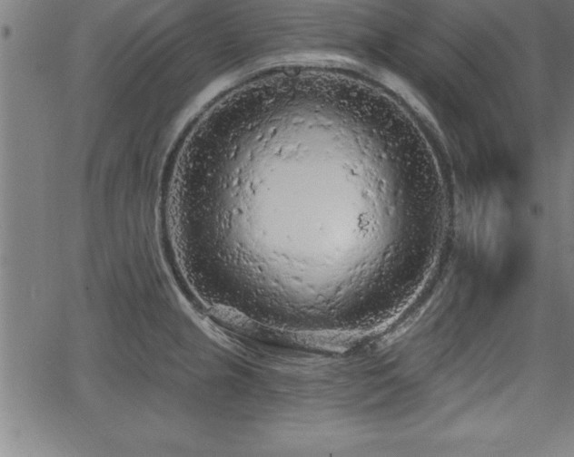 X0000065971237200603061141