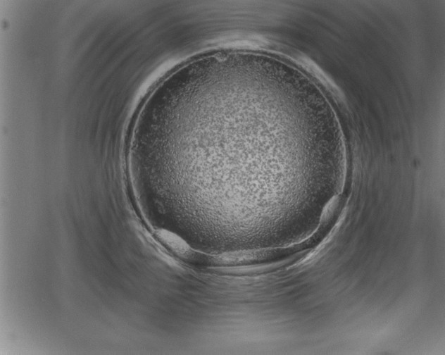 X0000065971240200603061141