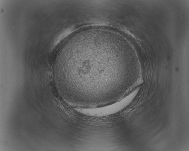 X0000065971255200603061141