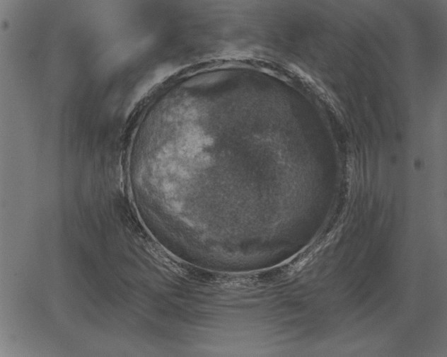 X0000065971262200603061140