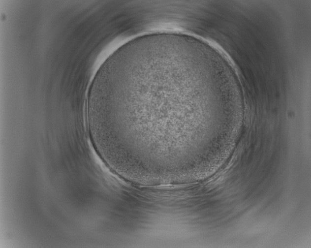 X0000065971295200603061140