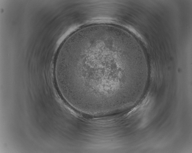 X0000065971325200603061140