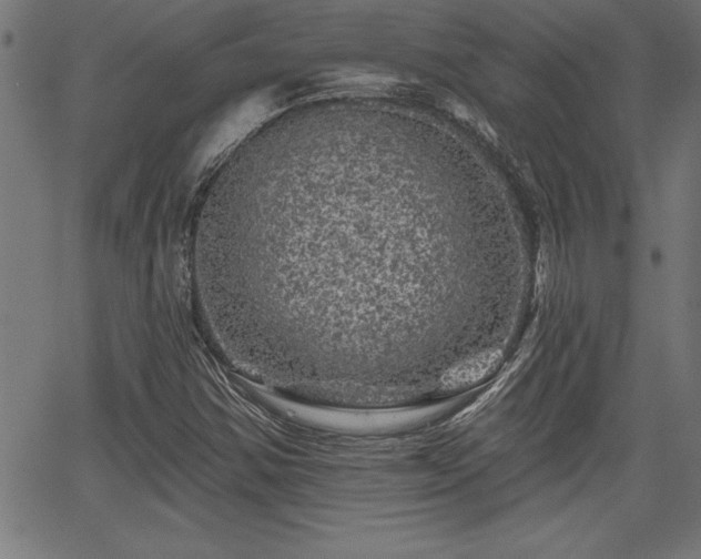 X0000065971354200603061139