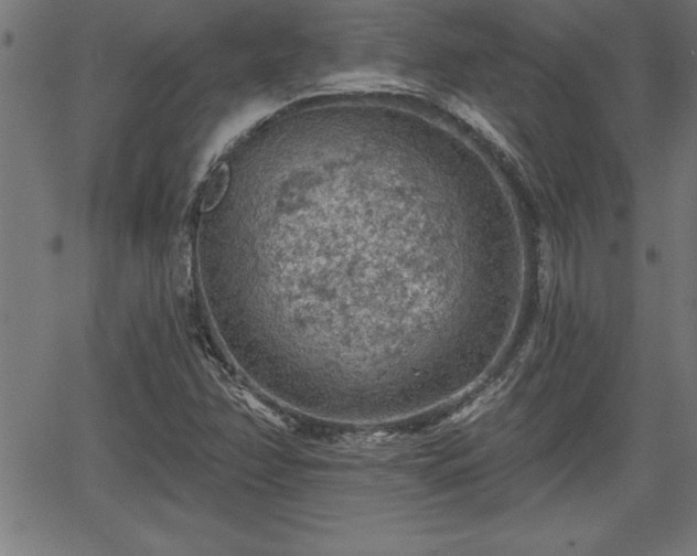 X0000065971358200603061139