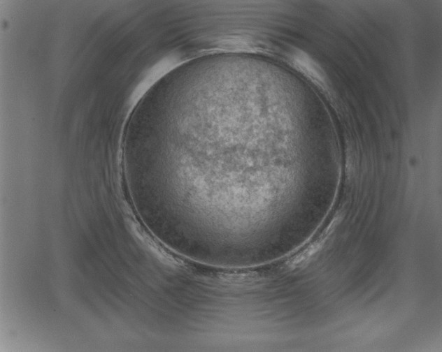 X0000065971378200603061139