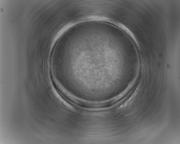 X0000065971381200603061138