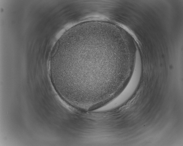 X0000065971383200603061138