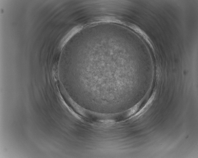 X0000065971385200603061138