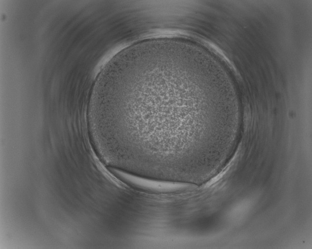 X0000065971417200603061138