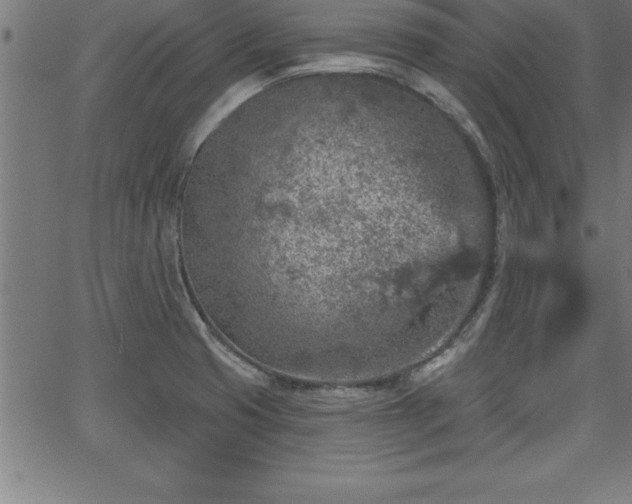 X0000065971425200603061138