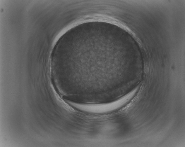 X0000065971522200603061137